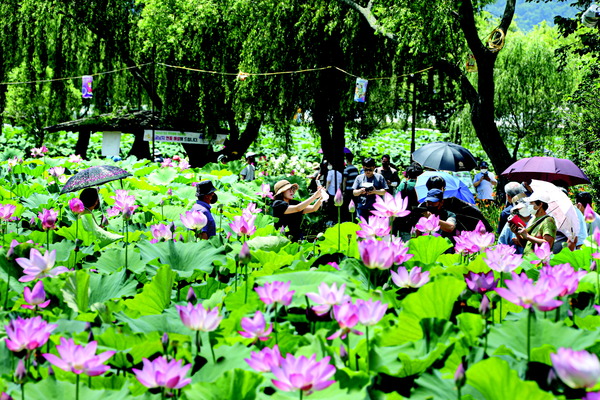 ▲ 궁남지 연꽃 전경