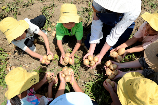 괴산 감물감자축제가 최우수 축제에 선정되어 올해 3500만원이 지원된다. 사진은 지난해 감물감자축제에서 감자캐기 체험을 하는 아이들. 괴산군 제공