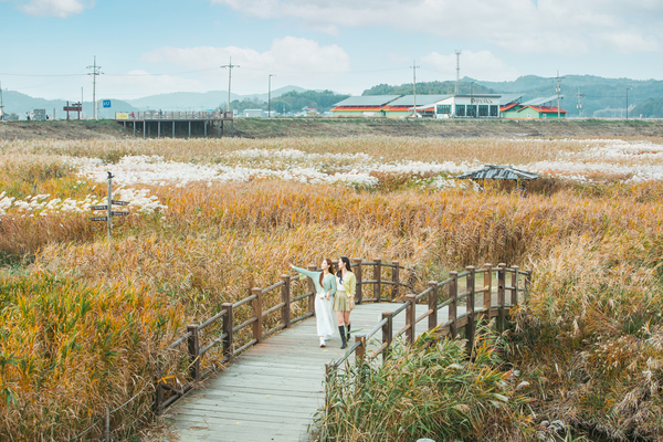 신성리 갈대밭