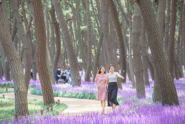 장항 송림산림욕장(맥문동)