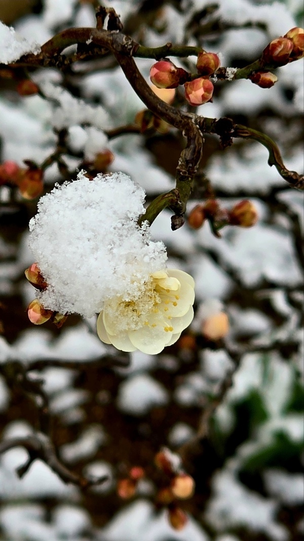매화꽃 대신 핀 눈꽃. 사진=송휘헌 기자