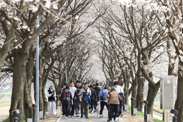 보은군은 2025 보은 벚꽃길 축제가 벚꽃따라 설레어 봄이라는 주제로 다음 달 4일부터 13일까지 보은읍 보청천 벚꽃길 일원에서 펼쳐진다.(사진/보은군 제공)