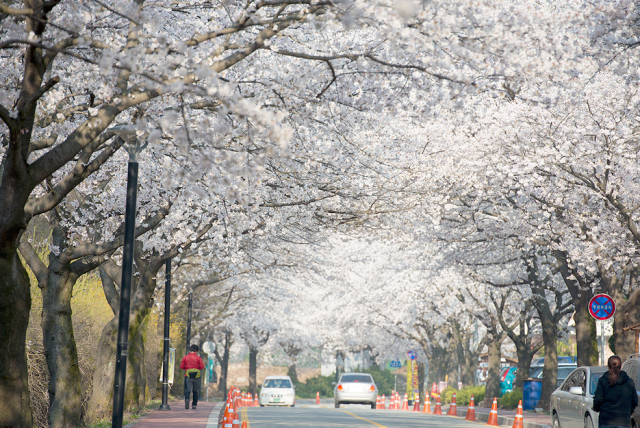 ‘2025 계룡산 벚꽃축제’가 오는 27일 개막해 내달 7일까지 12일간 공주 계룡산 동학사 일원에서 개최된다.