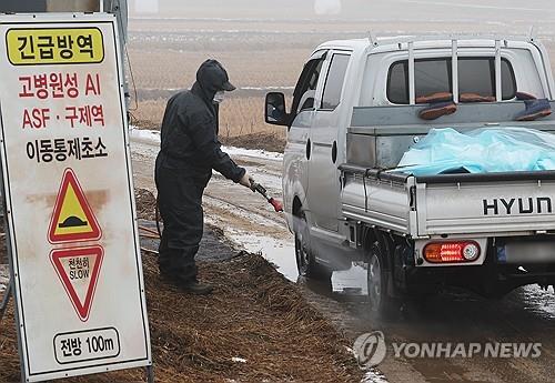 조류인플루엔자 방역. 사진=연합뉴스 제공