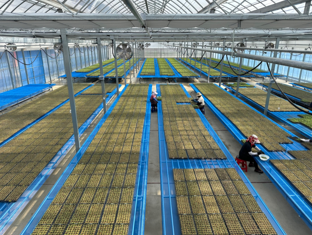 단양군이 과학영농 기반 확충을 통해 농업 경쟁력 강화와 농가 소득 증대에 박차를 가한다. 사진은 육묘 모습. 단양군 제공