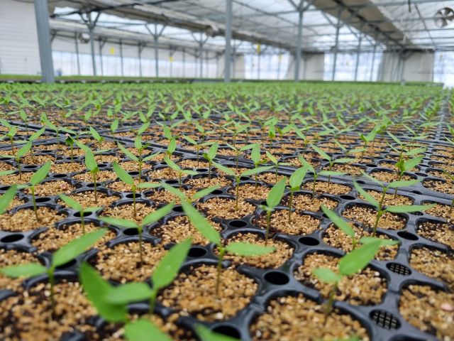 단양군이 과학영농 기반 확충을 통해 농업 경쟁력 강화와 농가 소득 증대에 박차를 가한다. 사진은 육묘 모습. 단양군 제공