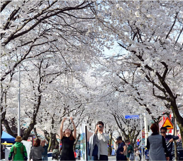 제천 청풍호벚꽃축제.