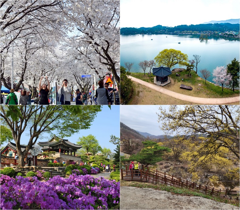 봄을 맞이하는 제천 도심[제천시 제공. 재판매 및 DB 금지]