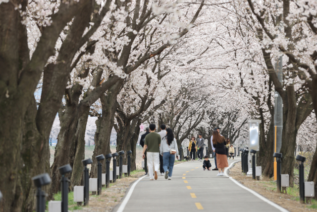 2025 보은 벚꽃길 축제가 벚꽃따라 설레어 봄이라는 주제로 보청천 일원에서 열린다.(사진/보은군 제공)