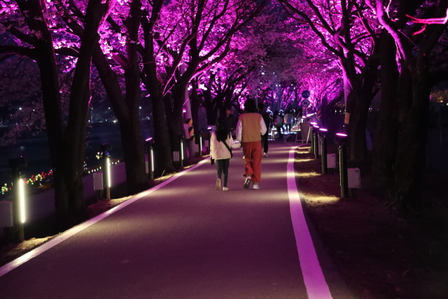 2025 보은 벚꽃길 축제가 벚꽃따라 설레어 봄이라는 주제로 보청천 일원에서 열린다.(사진/보은군 제공)