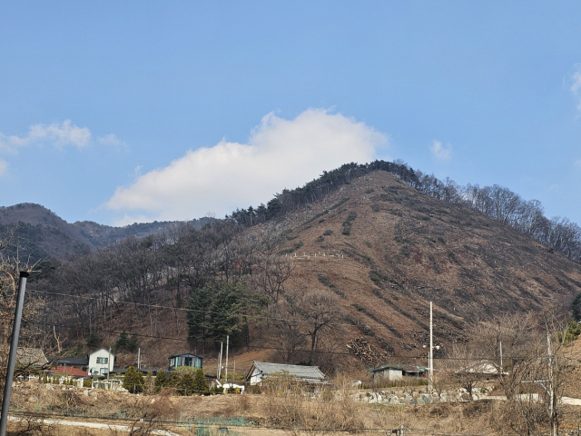 충북 충주시 호암직동의 벌목 현장의 모습.사진=김의상 기자