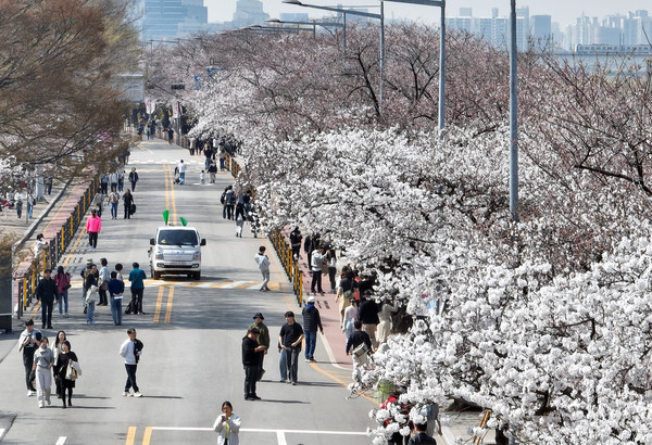 벚꽃축제 모습. 사진=연합뉴스 제공
