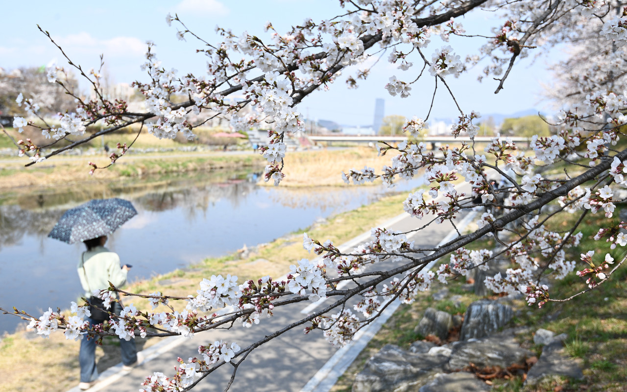완연한 봄 날씨를 보인 3일 대전 유성천을 찾은 시민들이 만개한 벚꽃을 보며 산책을 하고 있다. 김주형 기자 kjh2667_@cctoday.co.kr