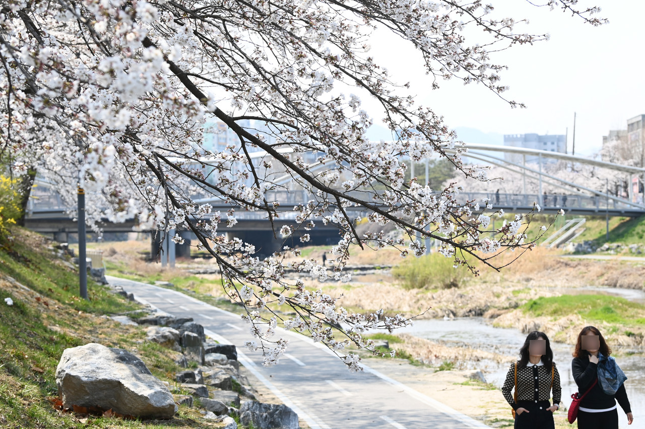 완연한 봄 날씨를 보인 3일 대전 유성천을 찾은 시민들이 만개한 벚꽃을 보며 산책을 하고 있다. 김주형 기자 kjh2667_@cctoday.co.kr