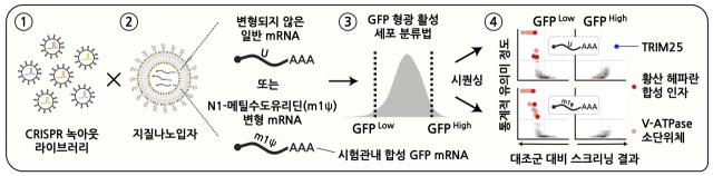 메신저 리보핵산(mRNA) 백신의 세포 조절 경로를 탐구하기 위한 크리스퍼 녹아웃 스크리닝 전략. 기초과학연구원 제공