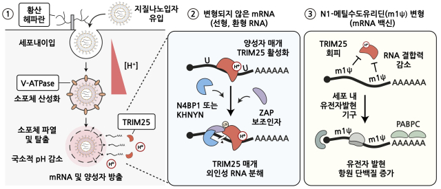 메신저 리보핵산(mRNA) 백신의 주요 세포 조절 경로와 N1-메틸수도유리딘 변형 염기 효과의 분자 기전. 기초과학연구원 제공