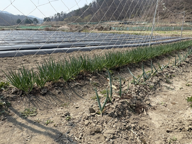 대전해든학교 재학생들과 지역주민이 일구고 있는 공동밭. 사진=김세영 기자