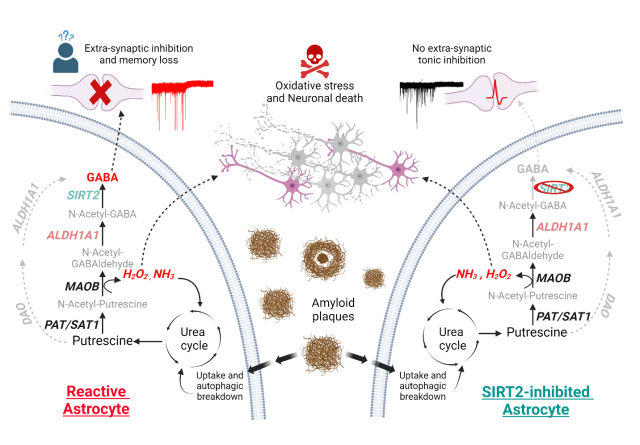 반응성 별세포의 가바(GABA)·과산화수소 생성 경로와 SIRT2 억제 효과 .기초과학연구원(IBS) 제공.