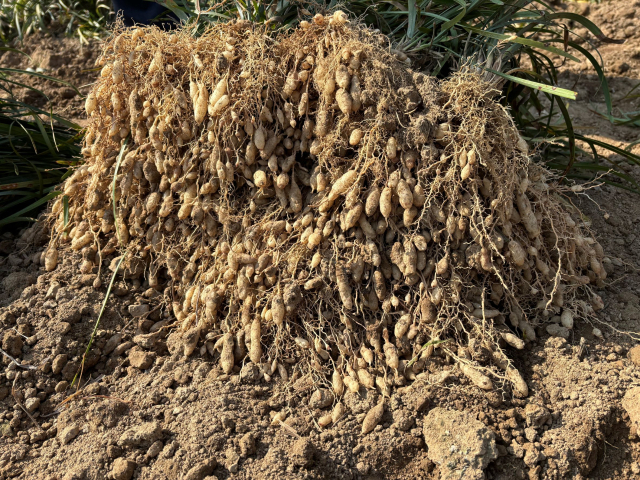 청양군, 전국 최대 생산지 맥문동 수확 한창