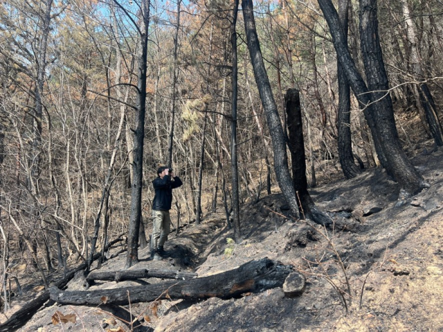 국립생태원이 영남 산불 피해 대응을 위해 '산불 지역 멸종위기종 피해조사단' 운영에 착수했다.사진=국립생태원 제공.