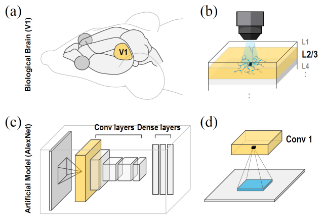 뇌의 시각 피질(a,b)과 인공지능 신경망(c,d)의 정보 처리 구조.기초과학연구원 제공.