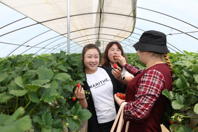 ▲논산의 딸기밭에서 탈북민 멘티가 멘토들에게 빨갛게 익은 딸기를 조심스럽게 건네주고 있다. 서로를 향한 따뜻한 눈빛 속에는 단순한 나눔을 넘어, 진심 어린 배려와 연결의 마음이 담겨 있다. 딸기 한 알에 담긴 달콤함처럼, 이 작은 순간이 평화의 시작이 되고 있다. 사진=김흥준 기자