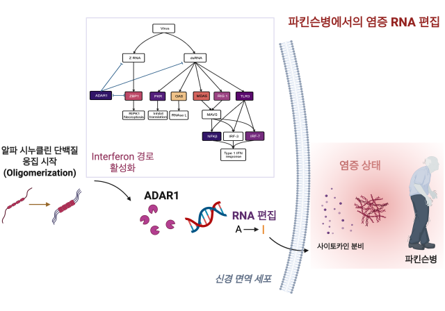 파킨슨병에서의 염증 RNA 편집 모델 도식.KAIST 제공.