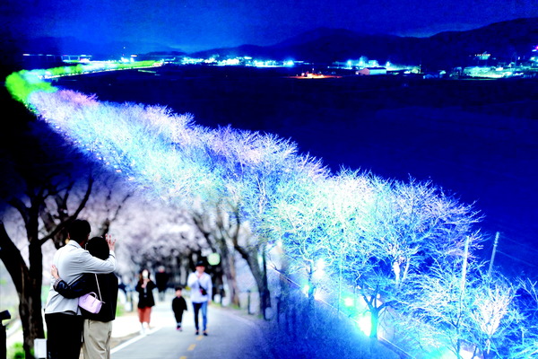 ▲ 보은벚꽃축제