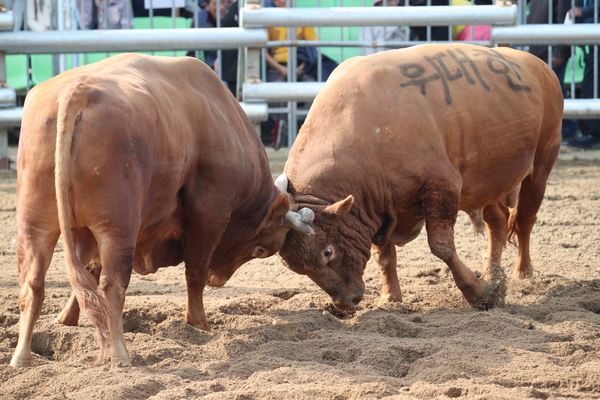 ▲ 보은대추축제