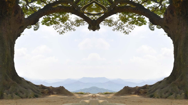 부여 가림성 사랑나무