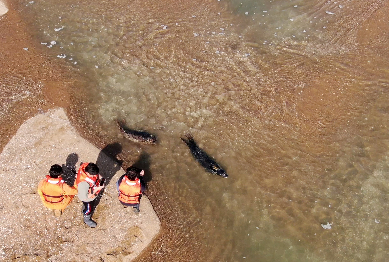 해양수산부와 국립해양생물자원관 관계자들이 강원도 앞바다에서 구조한 점박이물범 암수 한 쌍을 지난해 10월 16일 가로림만 벌말선착장 인근에 방류하는 모습. 사진=연합뉴스 제공