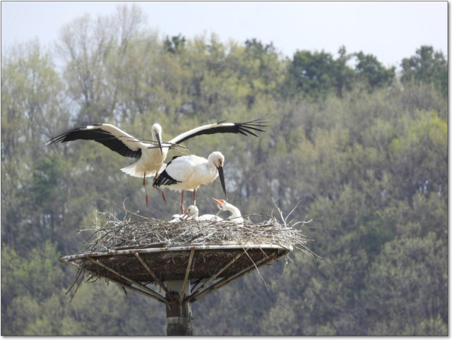 예산군 광시면의 황새 둥지 모습. 예산황새공원에서 2015년부터 지난해까지 122마리를 방사했으며, 이들 황새가 번식한 결과 208마리가 태어나 현재 180여마리가 생존해 있다. 예산군 제공