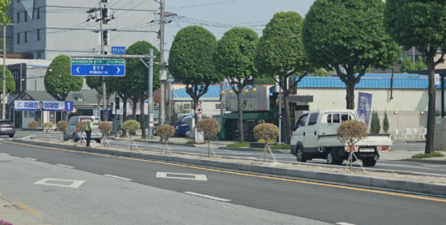 충주시 시내버스 종점에서 충주역까지 이어지는 4차선 도로의 중앙분리대 화단의 반송소나무가 도심 침수 예방을 위한 빗물하수관 정비공사를 계기로 말끔히 정비되어 운전자의 사각지대가 개선됐다.사진=김의상 기자