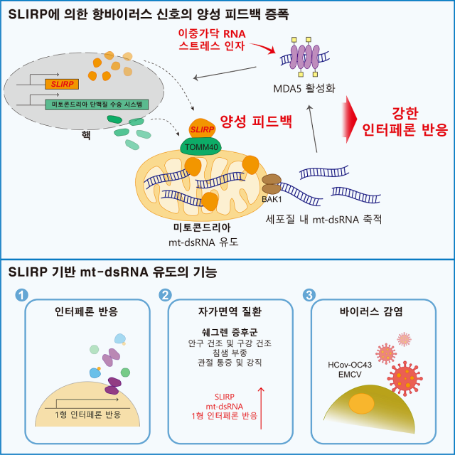 슬러프(SLIRP) 단백질에 의한 항바이러스 신호 증폭 모식도.KAIST 제공.