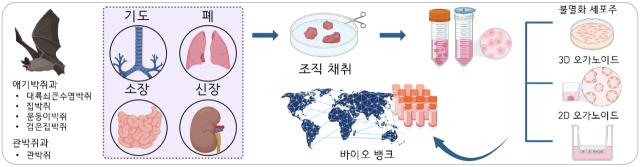기초과학연구원(IBS) 최영기 한국바이러스기초연구소장과 구본경 유전체 교정 연구단장 공동 연구진이 한국에 서식하는 박쥐에서 유래한 장기 오가노이드를 성공적으로 구축해 바이러스 감염 특성과 특성 면역 반응을 분석할 새로운 연구 플랫폼을 개발했다고 15일 밝혔다. 기초과학연구원 제공기초과학연구원 제공