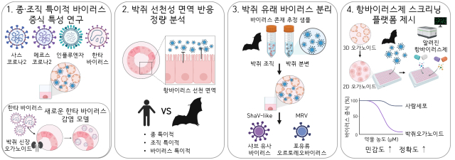 기초과학연구원(IBS) 최영기 한국바이러스기초연구소장과 구본경 유전체 교정 연구단장 공동 연구진이 한국에 서식하는 박쥐에서 유래한 장기 오가노이드를 성공적으로 구축해 바이러스 감염 특성과 특성 면역 반응을 분석할 새로운 연구 플랫폼을 개발했다고 15일 밝혔다. 기초과학연구원 제공