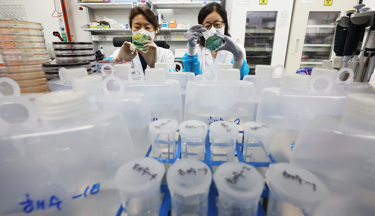 22일 오후 경기도 수원시 권선구 경기도보건환경연구원에서 연구원들이 채취한 바닷물에서 비브리오패혈증균 선택배양작업을 시연하고 있다. 2024.5.22 사진=연합뉴스. 