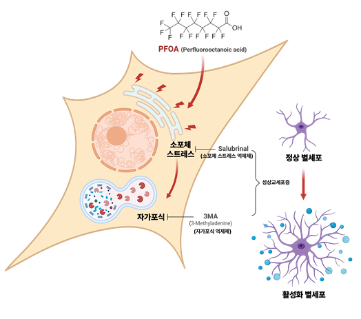 과불화옥탄산(PFOA)에 의해 유발되는 뇌 염증 유발 기전 설명도.국가독성과학연구소 제공.