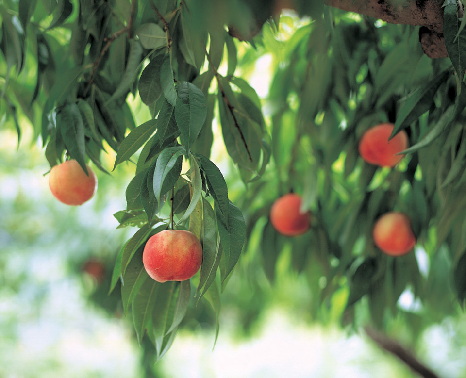 복숭아. 아이클릭아트 제공.