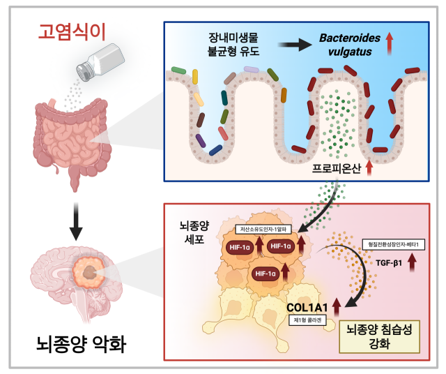 고염식이–장내미생물–프로피오네이트 축이 교모세포종 진행을 유도하는 기전 연구 설명도.KAIST 제공