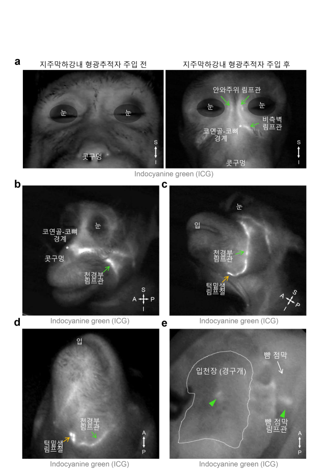 영장류에서 관찰된 뇌척수액 배출 림프관 분포 설명 이미지.IBS 제공