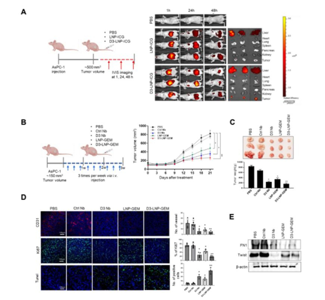 LNP-GEM 및 D3-LNP-GEM의 생체 내 항종양 효능 설명도.한국생명공학연구원 제공.