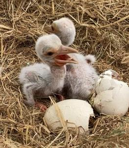 예산군이 지난달 일본 도요오카시에 보낸 황새알 5개가 지난 6일까지 전부 부화에 성공했다. 예산군 제공