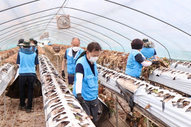 농협중앙회 대전지역본부와 NH농협캐피탈, 대전 관내 농협 조합장과 범농협 임직원, 고향을생각하는주부들의모임, 농가주부모임 등 봉사자들이 20일 관내 조합원 농가에서 일손돕기를 진행하고 있다. 대전농협 제공