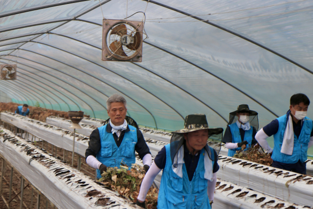 농협중앙회 대전지역본부와 NH농협캐피탈, 대전 관내 농협 조합장과 범농협 임직원, 고향을생각하는주부들의모임, 농가주부모임 등 봉사자들이 20일 관내 조합원 농가에서 일손돕기를 진행하고 있다. 대전농협 제공