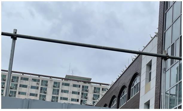 서식지와 새끼를 잃고 학교 지붕에 앉은 백로떼. 대전충남녹색연합 제공