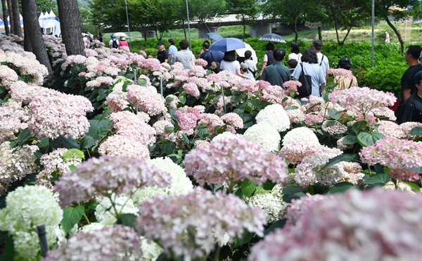 29일 충남 공주시 유구 색동수국정원에서 열린 수국 축제를 찾은 시민들이 활짝 핀 수국을 보며 즐거운 휴일을 보내고 있다. 김주형 기자 kjh2667_@cctoday.co.kr