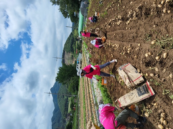 ▲ 한양대학교 ERCIA 소속 회원들로 구성된 농촌일손돕기 봉사활동이 지난 6월 24일부터 27일까지 3박 4일간 진행됐다.  서산시사회복지협의회 제공