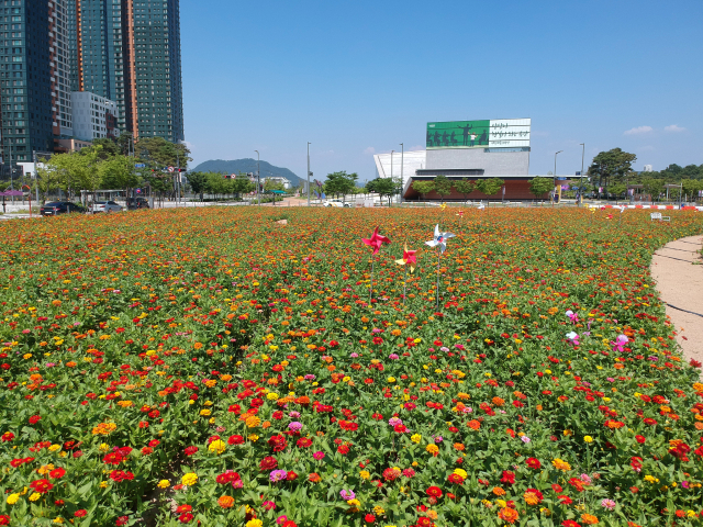 한국토지주택공사 세종특별본부가 세종시 상가 활성화 대책의 일환으로 나성동의 미매각 부지를 활용해 대규모 백일홍 꽃밭을 조성해 각광을 받고 있다. 한국토지주택공사 세종특별본부 제공