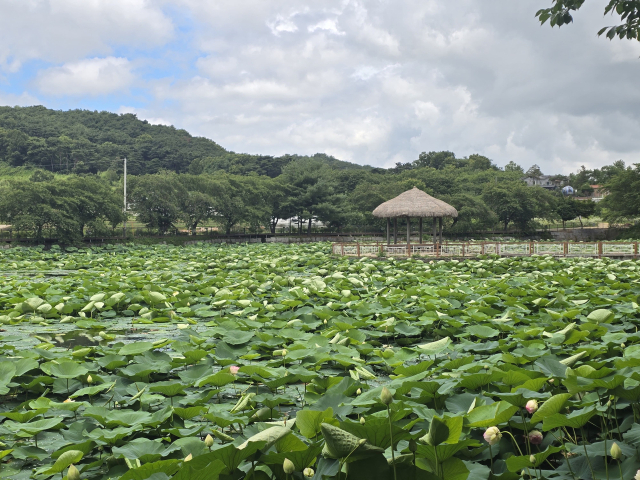 골정지 연꽃. 사진=당진시 제공